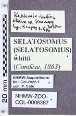 Etikette zu Selatosomus whitei (NHMW-ZOO-COL-0008387)